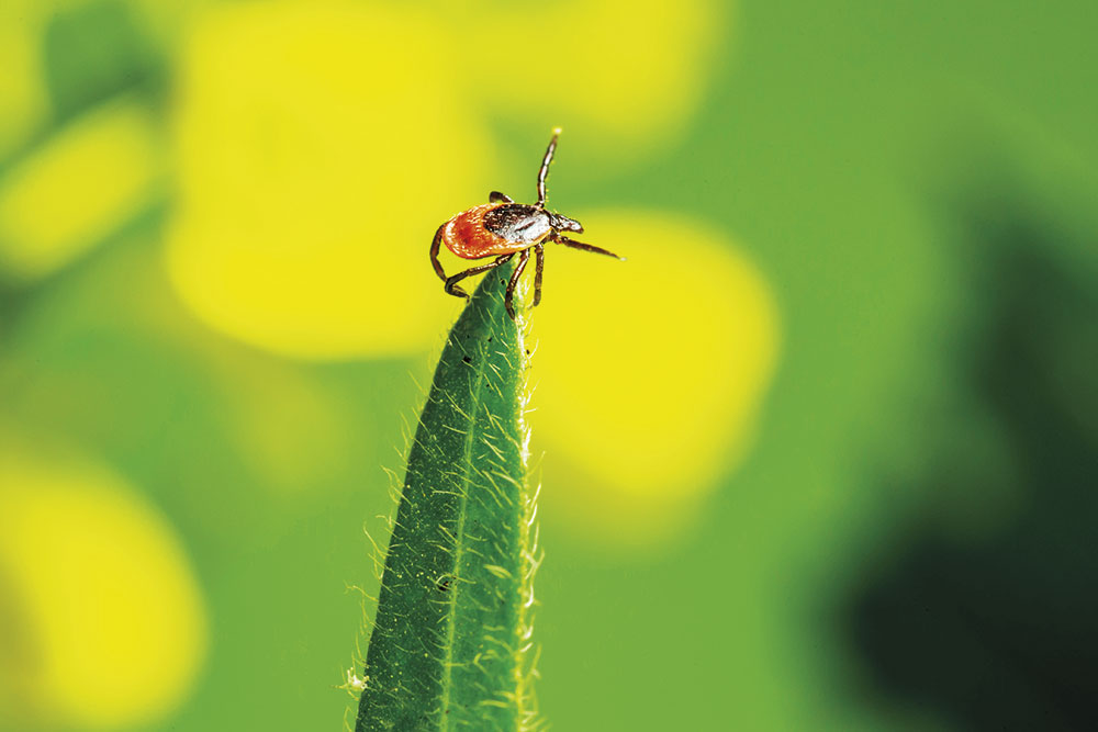 Ixodes Ricinus en av Sveriges vanligaste fästingar. Foto Pixabay